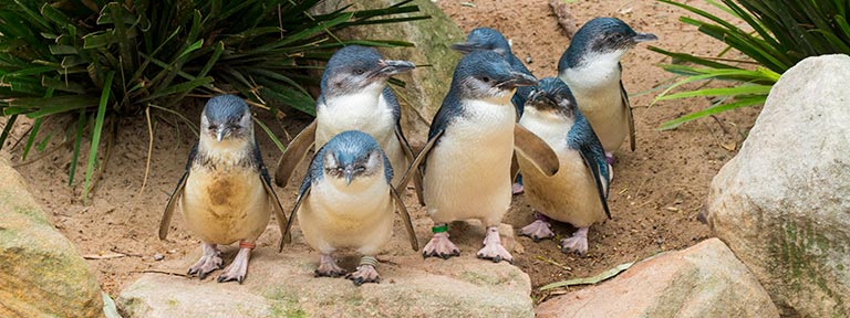 The adorable 'Little' Penguins